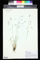 Poa reflexa image