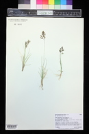 Deschampsia brevifolia image