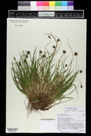 Carex haydeniana image