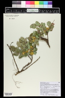 Mahonia repens image