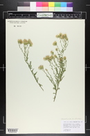 Brickellia rosemarinifolia image