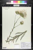 Cirsium neomexicanum image