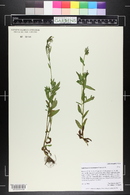 Epilobium saximontanum image