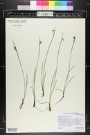 Sisyrinchium montanum image