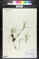 Carex aurea image