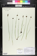 Juncus mertensianus image