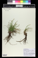 Carex pityophila image