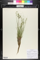 Juncus dudleyi image