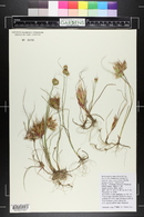 Juncus torreyi image