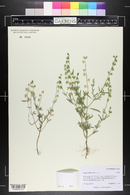 Salvia reflexa image