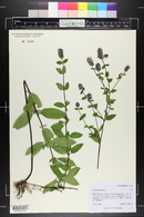 Mentha × piperita image