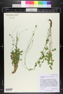Aquilegia micrantha var. mancosana image