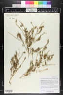 Amaranthus californicus image