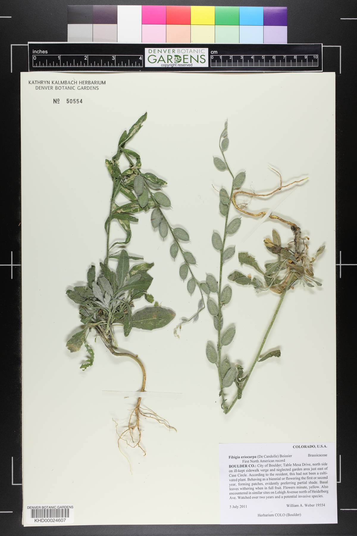 Fibigia clypeata image