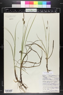 Carex saxatilis image