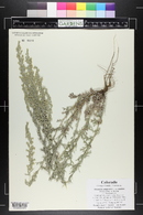 Artemisia campestris subsp. caudata image