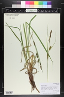 Carex utriculata image