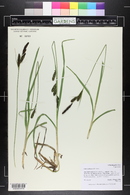 Carex nebrascensis image