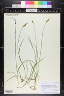 Carex siccata image