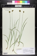 Carex egglestonii image