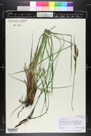 Carex aquatilis image