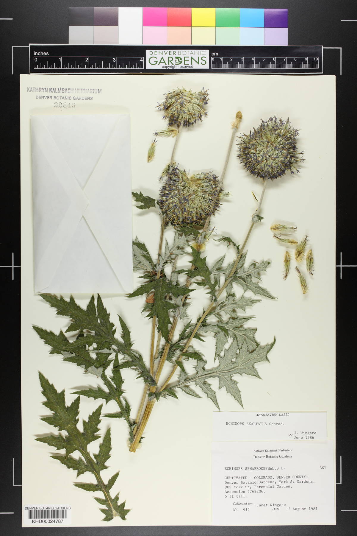 Echinops exaltatus image