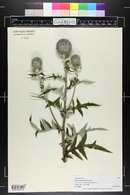 Echinops ritro image