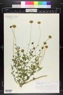 Encelia resinifera image