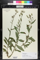 Erechtites hieraciifolius var. hieraciifolius image