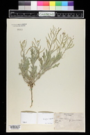 Nerisyrenia camporum image