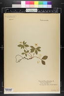 Cornus canadensis image