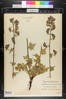 Aconitum columbianum image