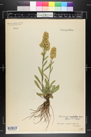 Solidago rigida var. humilis image