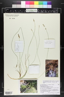 Carex brunnescens image