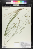 Erigeron utahensis var. sparsifolius image