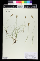 Carex douglasii image