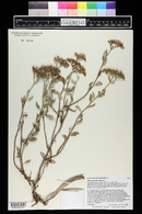 Eriogonum corymbosum image