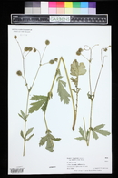 Geum aleppicum image