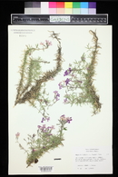 Phlox subulata image