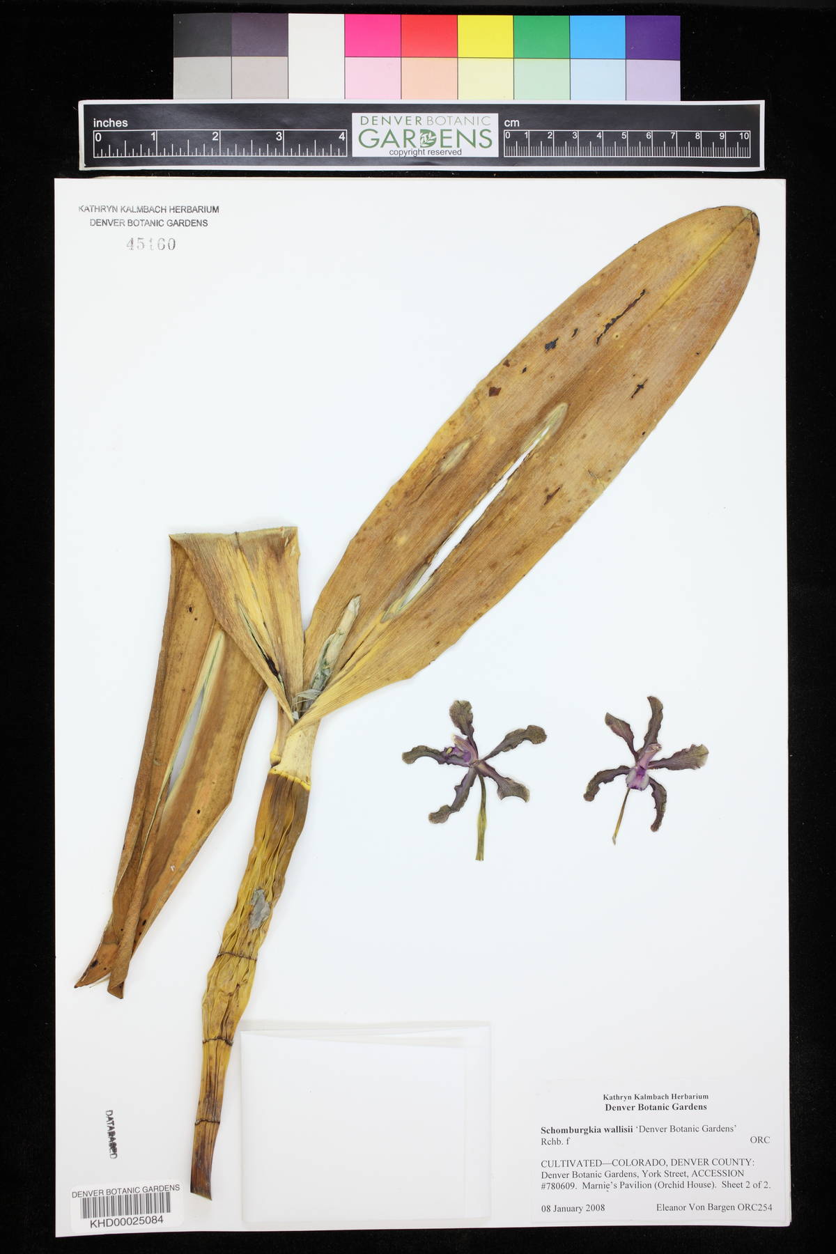 Laelia colombiana image