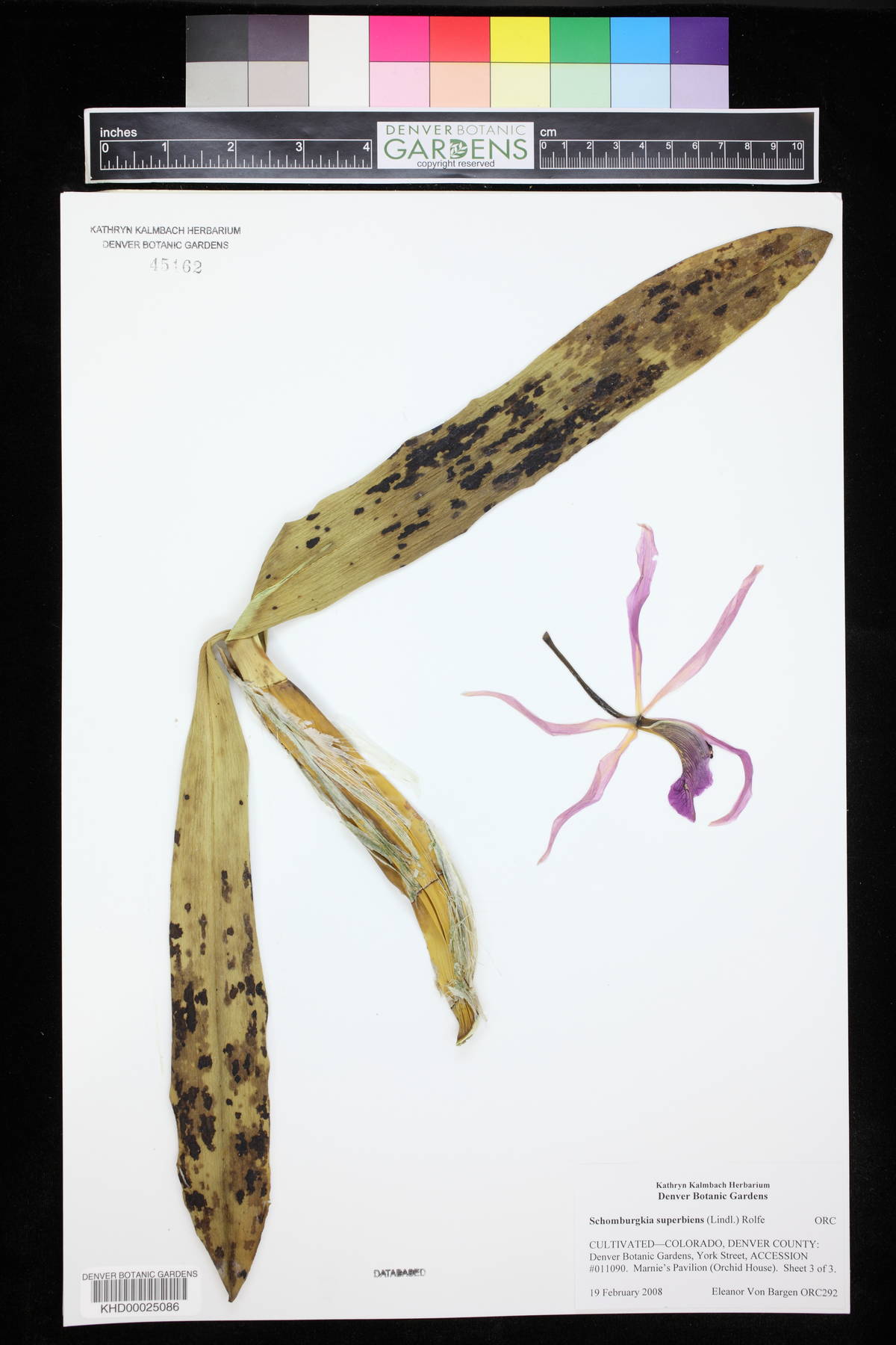 Laelia superbiens image