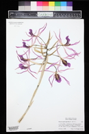 Laelia superbiens image