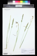 Trisetum wolfii image