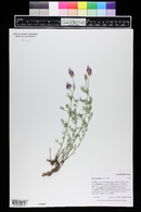 Dalea purpurea image