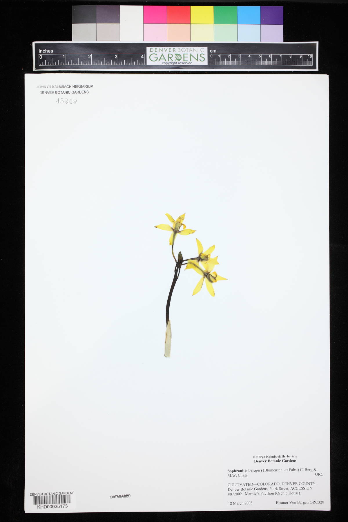Cattleya briegeri image