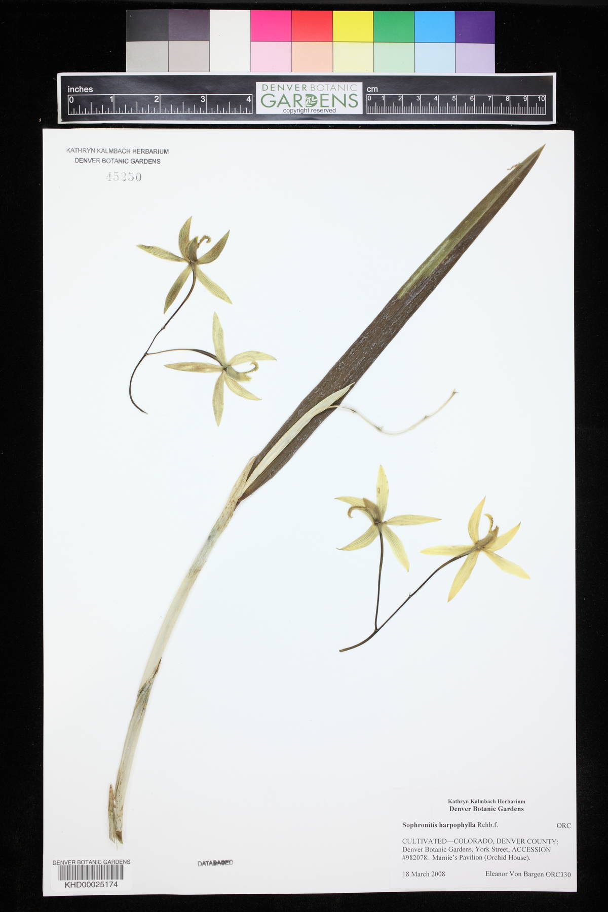 Cattleya harpophylla image