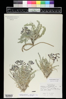 Astragalus mollissimus var. thompsoniae image