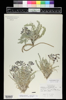 Astragalus mollissimus image