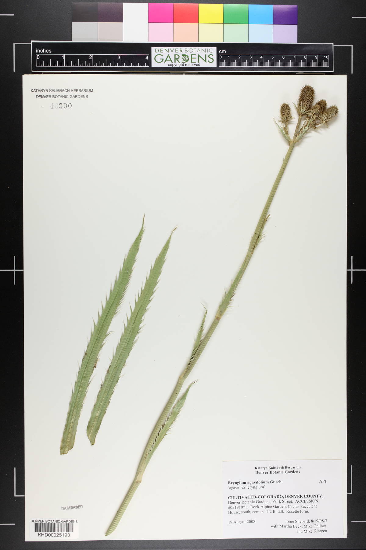 Eryngium agavifolium image