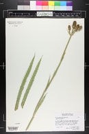 Eryngium agavifolium image
